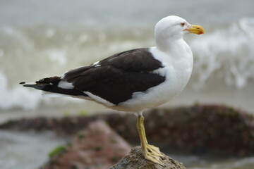 Seagull on stone by the sea.