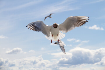 Seagulls.