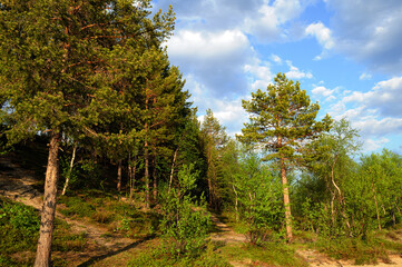 Tall pine trees in a green forest. The trail leading to large pine trees against the backdrop of a beautiful blue sky. Wild north nature. Wallpaper.
