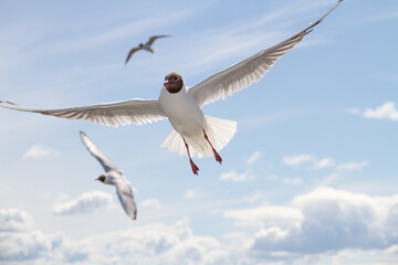 Seagulls.