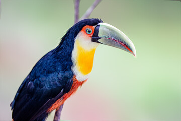 Green billed toucan with yellow and red breast in closeup with blurred background. Ramphastos dicolorus