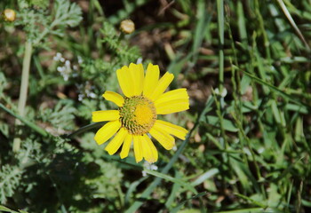 yellow dandelion flower