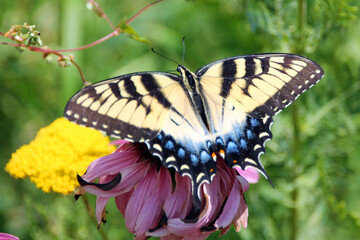 butterfly on flower
