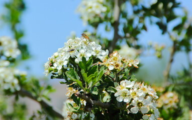 flowers