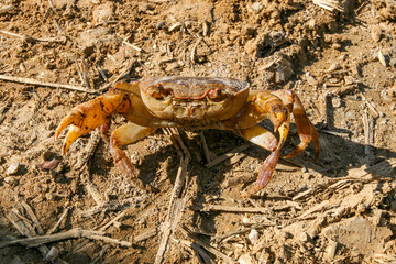 A freshwater crab in the mud