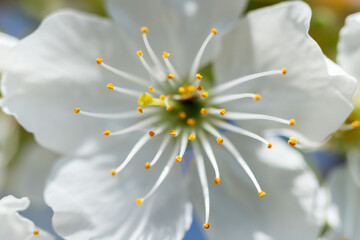 pięknie kwitnący biały kwiat czereśni  - obrazy, fototapety, plakaty