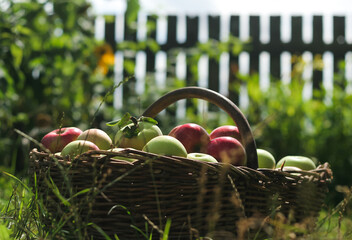 kosz dojrzałych owoców w wiejskim ogrodzie - obrazy, fototapety, plakaty