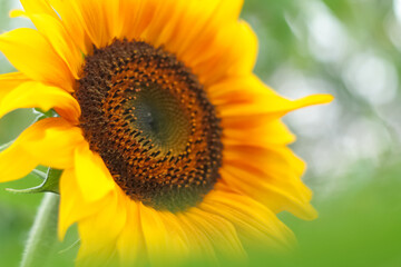 kwiat słonecznika w letnim wiejskim ogrodzie