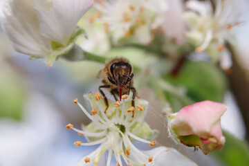 pszczoła, zbliżenie języczka wybierającego pyłek - obrazy, fototapety, plakaty