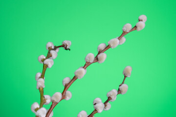 willow tree branches on colorful green background.