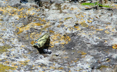 butterfly on a rock background