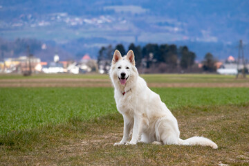 White Swiss Shepherd Dog on a field outside. Adult berger blanc breed.