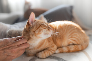 a human hand strokes the head of a brown tabby cat	. close up