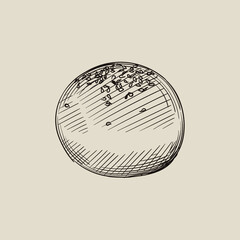 Hand drawn sketch of burger bun on a white background. Bread. Bakery	