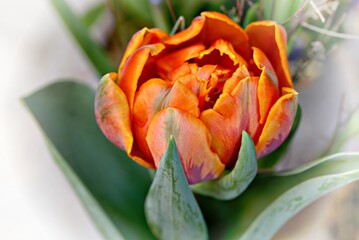 Tulpe