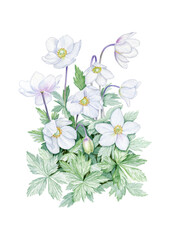 White anemone flowers with green leaves. Can be used as poster, print, packaging design, textile, book or magazine botanical illustration, invitation, greeting.