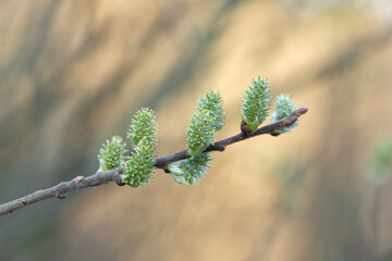 Willow Catkins in Early Spring. Pussy willow spring time background. willow branches spring background, abstract blurred view of spring. Soft spring background with pussy willow catkins.
