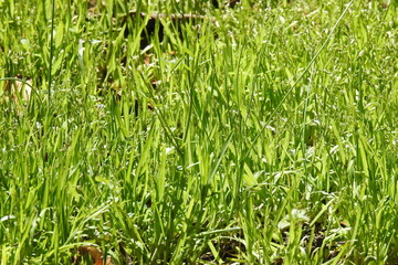 green grass background