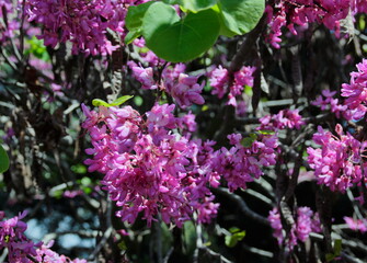 pink and purple flowers of the cercis