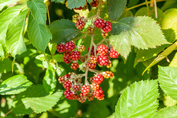 A bunch of ripening blackberries
