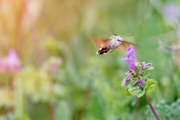 bumblebee pollinating a violet flower with blurred background