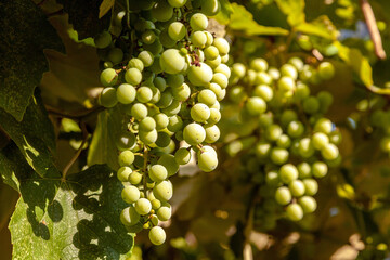 Close-up of a bunch of green grapes on a vine, sunlight