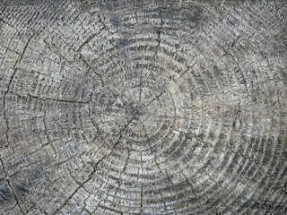 Fototapeta premium Old cut of a very large tree, annual rings, cracks, gray shabby texture