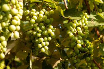 Close-up of a bunch of green grapes on a vine