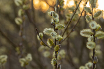 Willow Catkins in Early Spring. Pussy willow spring time background. willow branches spring background, abstract blurred view of spring. Soft spring background with pussy willow catkins.