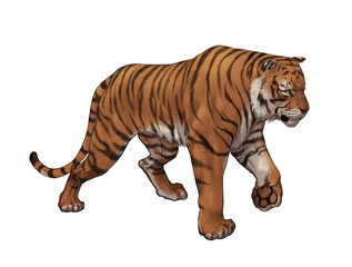 Tigre sur fond blanc, dessin réaliste