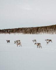 reindeer herd in lapland finland on a frozen lake in inari hanging out © Joel