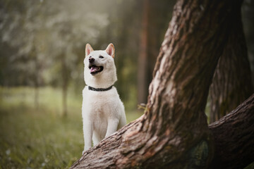 Fototapeta premium Shiba Inu