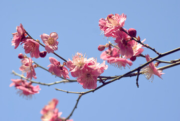 梅の花