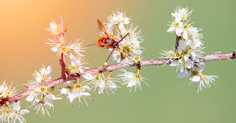 branch of white flowers with a pollinating bee