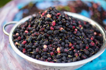 mulberry berries are ripe in large pelvis. Fruits of fruit wood collected during harvest for processing and preparation of juice, frozen in fresh form or silk wine. Winemaking.
