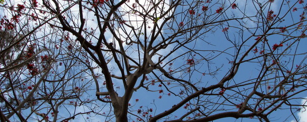 branches against blue sky