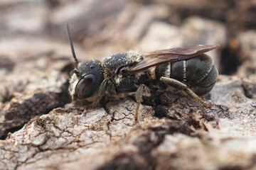 Closeup of a female small resin bee, Heriades crenulatus in the Gard , France