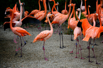 Phoenicopterus ruber - A flock of flamingos in detail.
