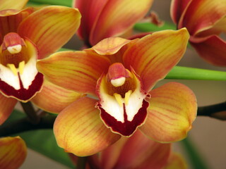 Fototapeta na wymiar red and yellow orchid