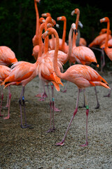 Phoenicopterus ruber - A flock of flamingos in detail.