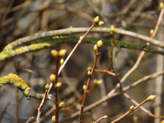 autumn leaves on a branch