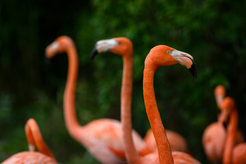 Phoenicopterus ruber - Three heads of red flamingos.