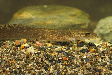 Closeup on a larvae of the coastal giant salamander , Dicamptodon tenebrosus