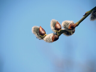 buds of willow