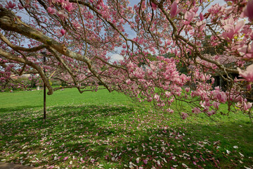 Large branch of a magnolia tree full of flowers.