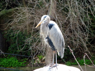 great blue heron