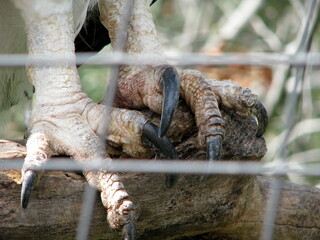 animals in zoo