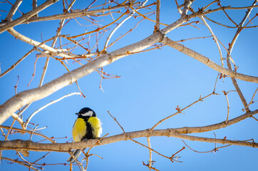 The titmouse perched on the branches of a large tree.