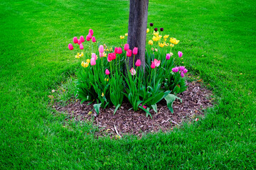 Flowers Garden Planted Around Tree Circular Circle Gardening