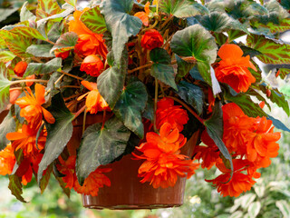 A large begonia bush in a flower pot covered with red flowers.